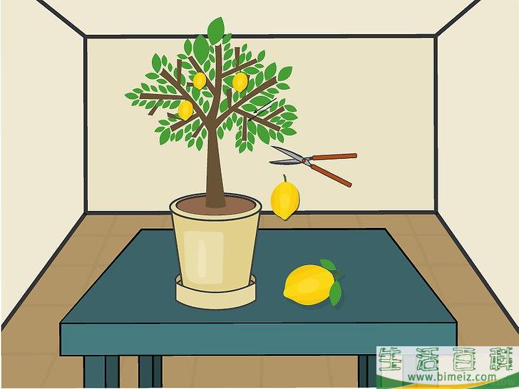 怎么在室内种植柠檬树