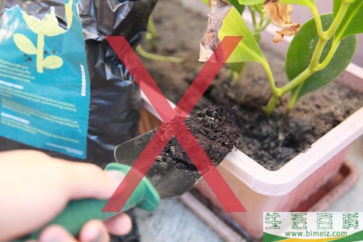 怎么挽救浇了太多水的植物