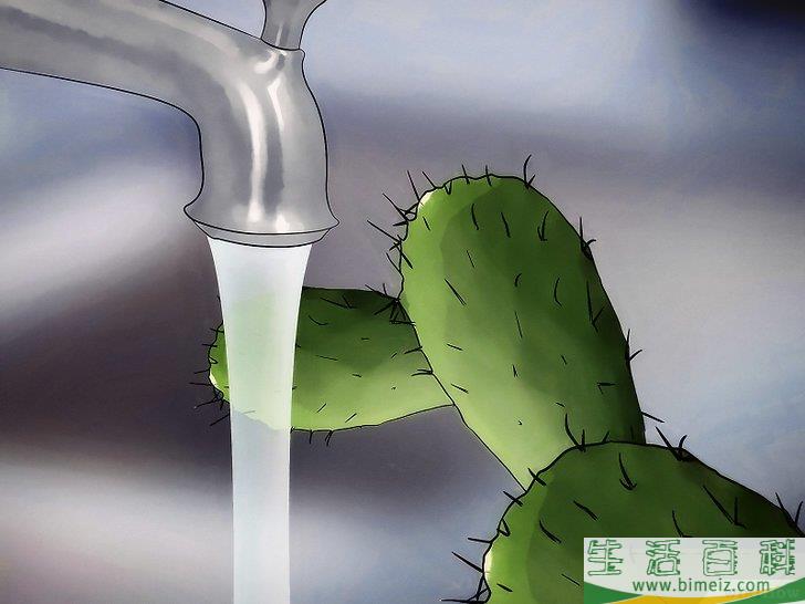 怎么挽救干枯的仙人掌