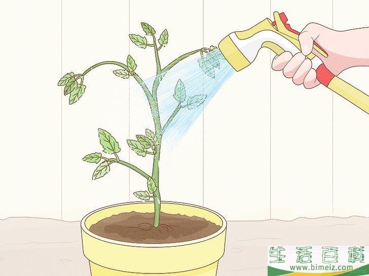 怎么通过自然的方法消灭红蜘蛛