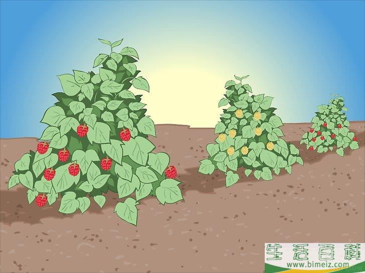 怎么种植树莓