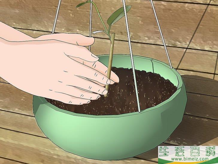 怎么扦插茉莉花