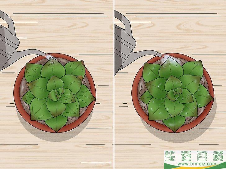 怎么给多肉植物浇水