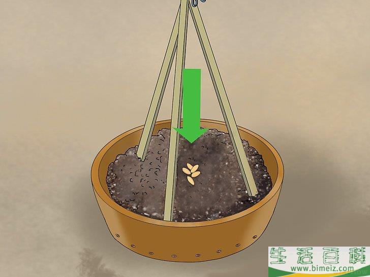 怎么盆栽黄瓜