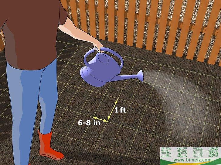 怎么种香菜