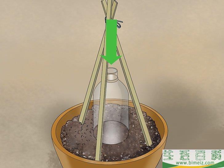 怎么盆栽黄瓜