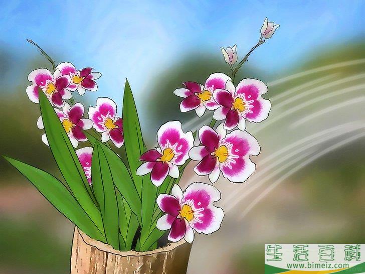怎么给兰花浇水