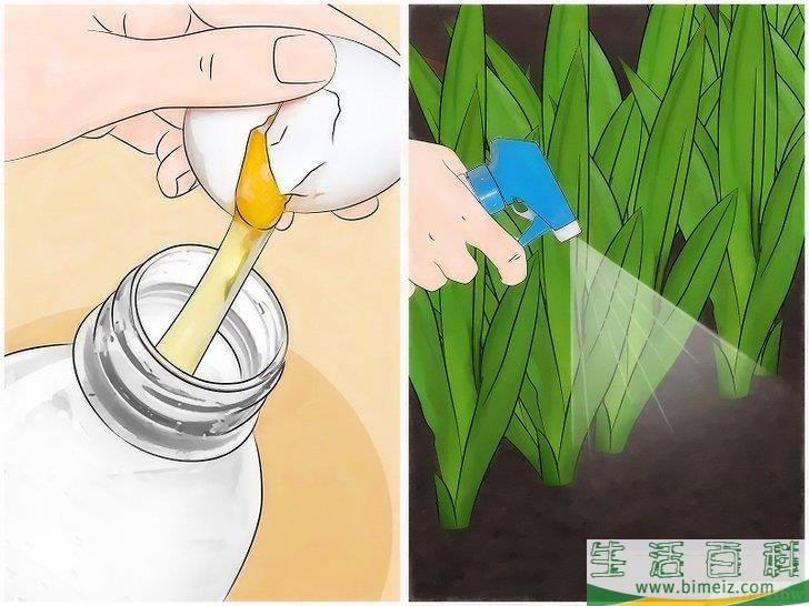 怎么用无农害的方法让兔子远离你的花园
