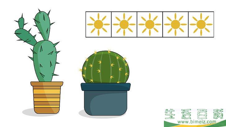 怎么种植室内盆栽