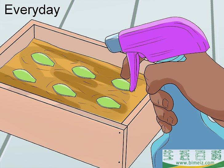 怎么用叶插法培育多肉植物