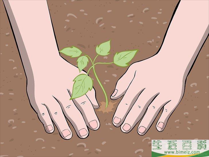 怎么种植树莓