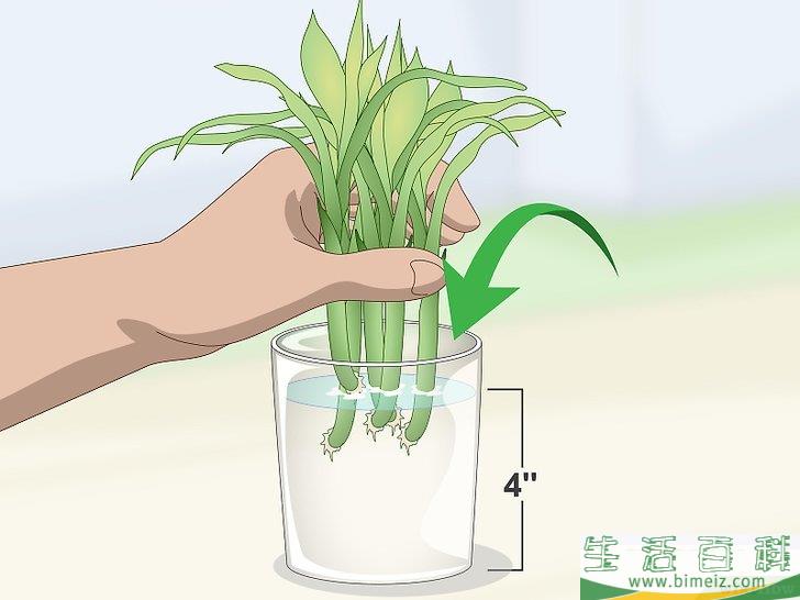 怎么繁殖富贵竹