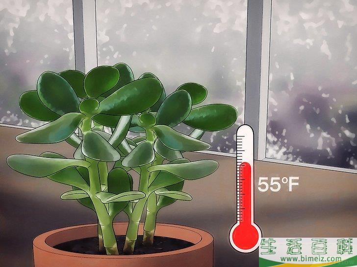 怎么种植翡翠木