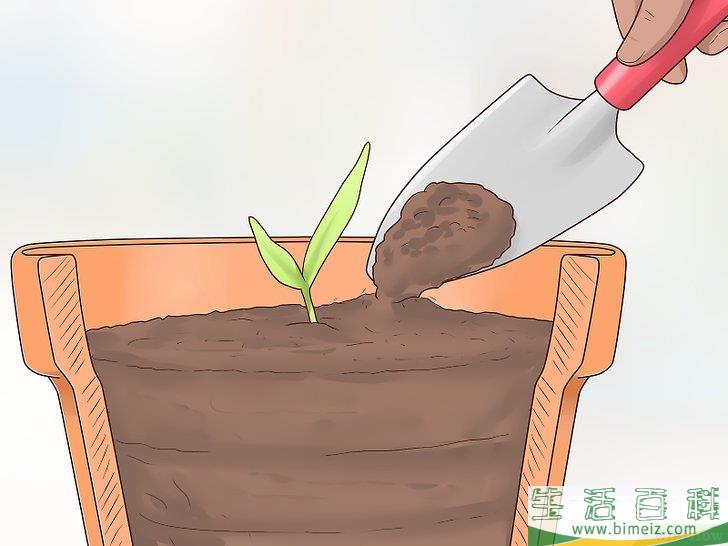 怎么从枣核开始培植椰枣树