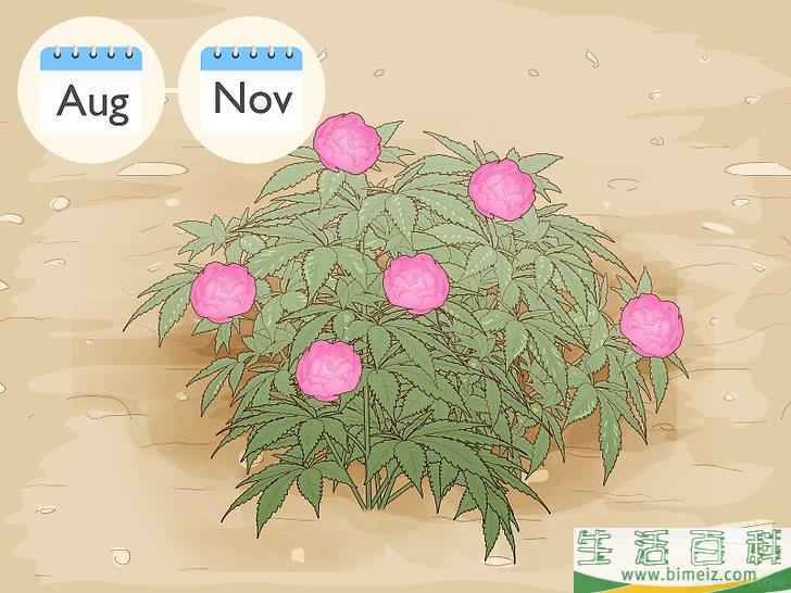 怎么分栽牡丹
