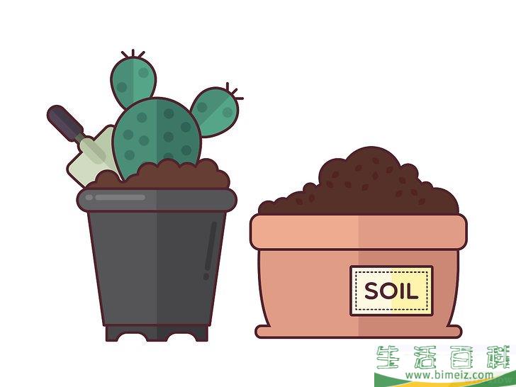 怎么在室内种植仙人掌