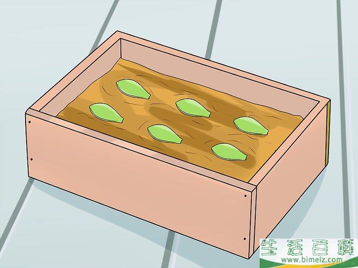 怎么用叶插法培育多肉植物