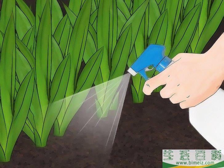 怎么用无农害的方法让兔子远离你的花园