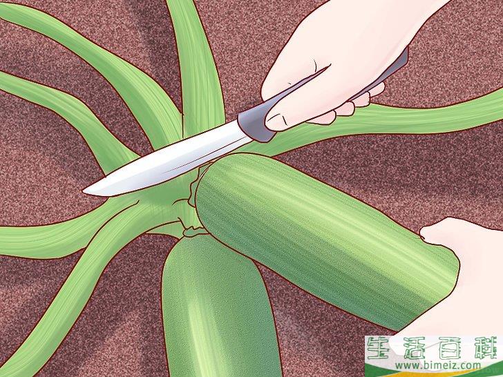怎么种植西葫芦
