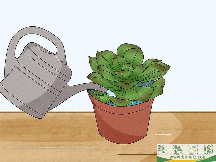 怎么给多肉植物浇水