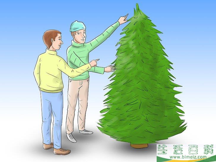 怎么养护圣诞树