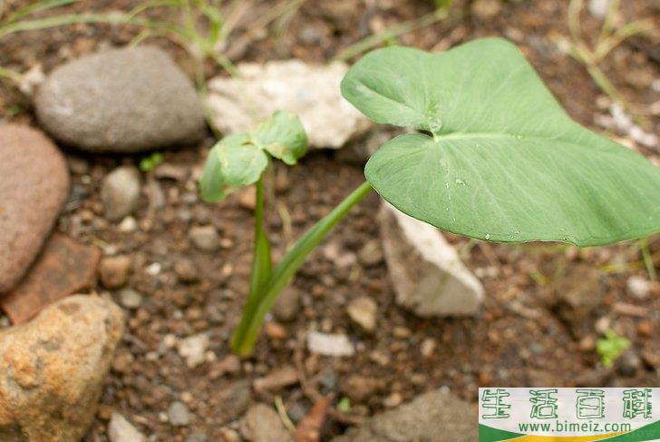 怎么栽种姑婆芋