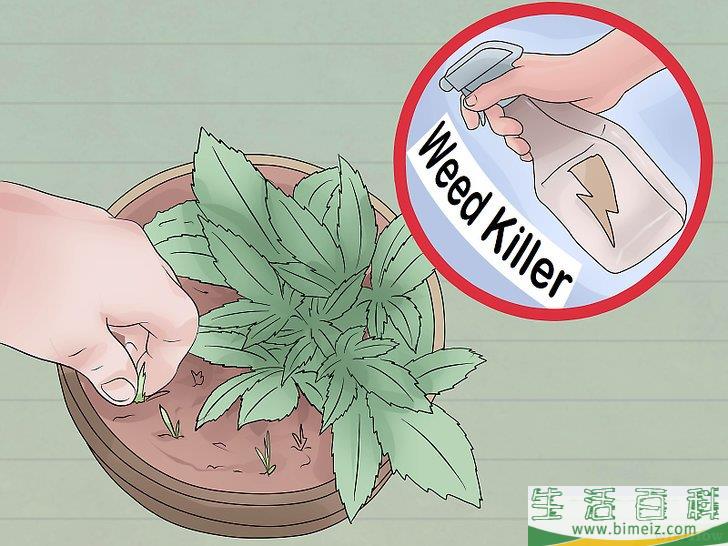 怎么照料植物