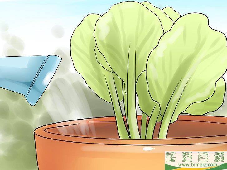 怎么选择给花园浇水的最佳时间