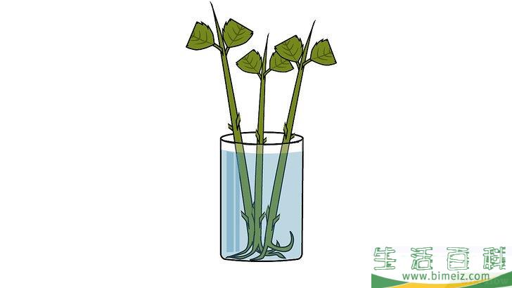 怎么扦插绣球花