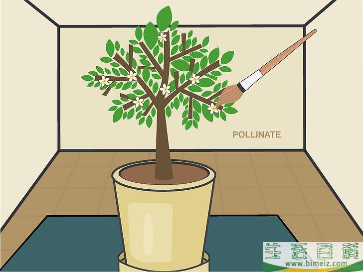 怎么在室内种植柠檬树
