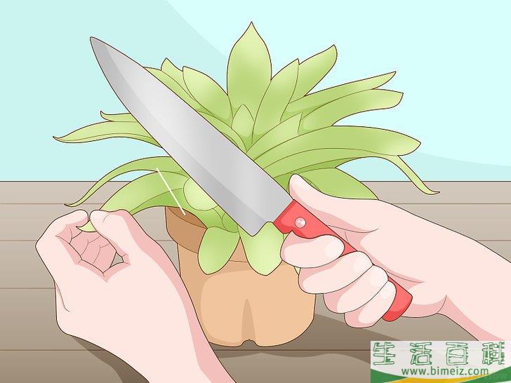 怎么用枝插法培育多肉植物