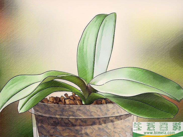 怎么让兰花开花