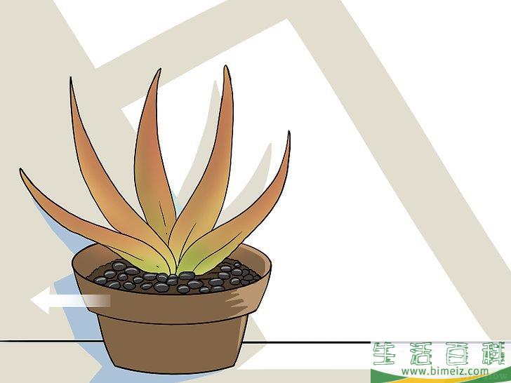 怎么让芦荟起死回生