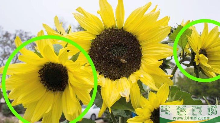 怎么照料向日葵