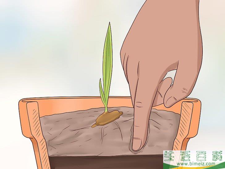 怎么从枣核开始培植椰枣树
