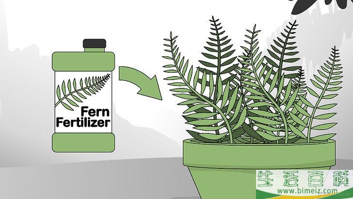 怎么养护蕨类植物