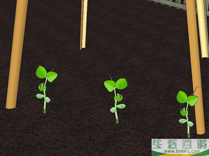 怎么种植豆类和豌豆
