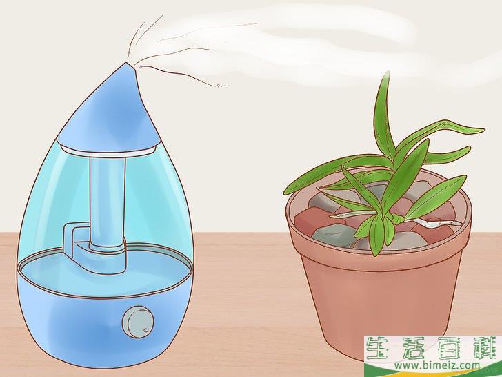 怎么照料石斛兰