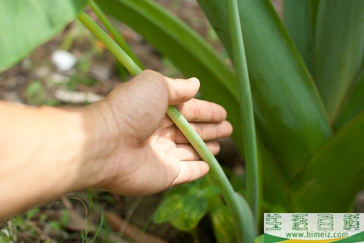 怎么栽种姑婆芋