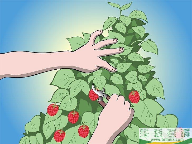 怎么种植树莓