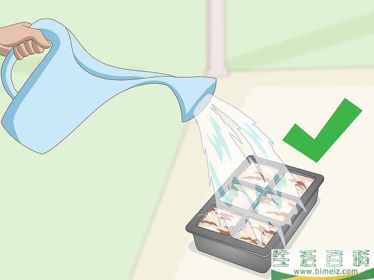 怎么种植檀香树