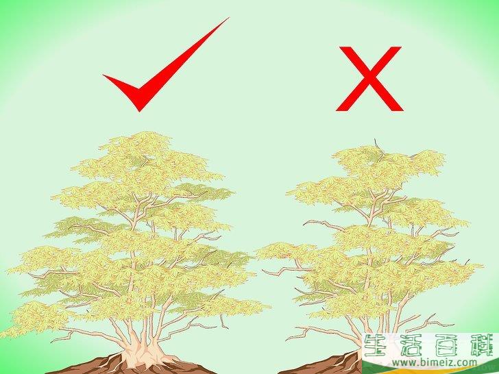 怎么修剪日本枫树
