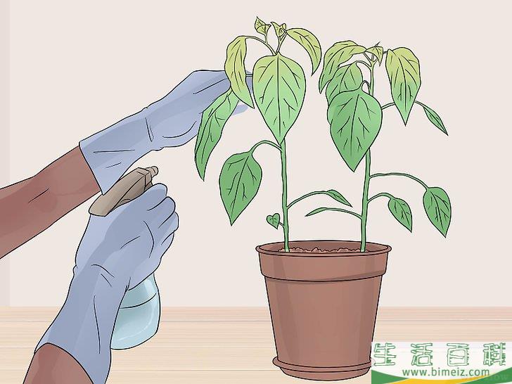 怎么照料植物