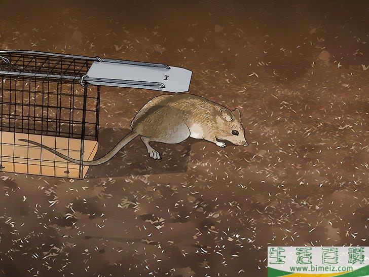 怎么除去老鼠
