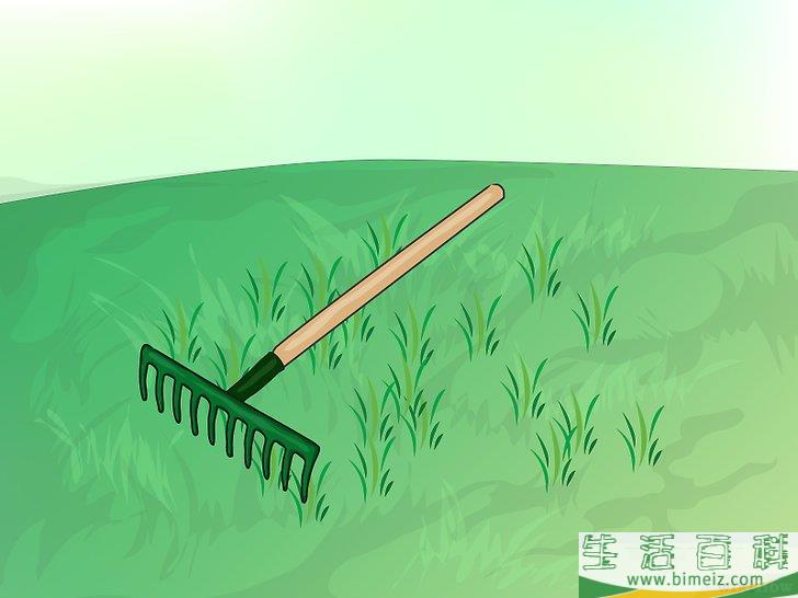 怎么种植野花