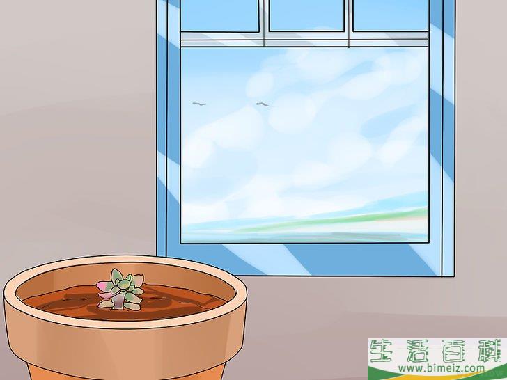 怎么用叶插法培育多肉植物