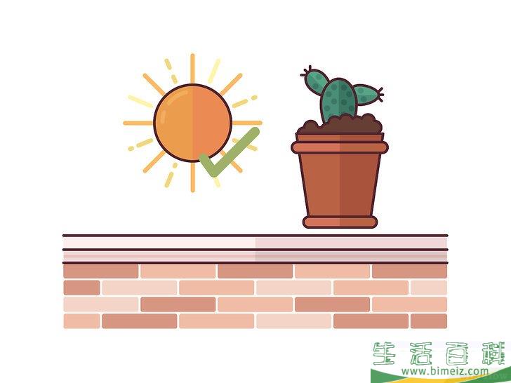 怎么在室内种植仙人掌