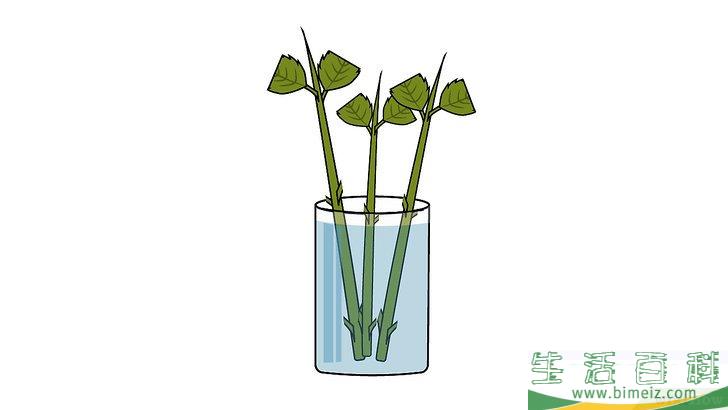 怎么扦插绣球花