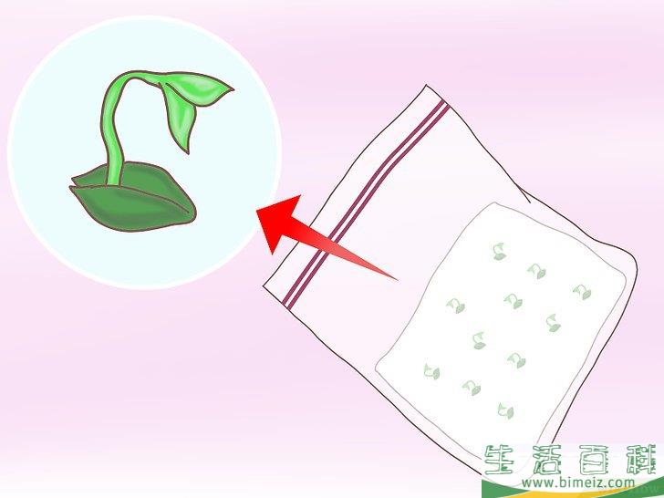 怎么从种子开始种植柠檬
