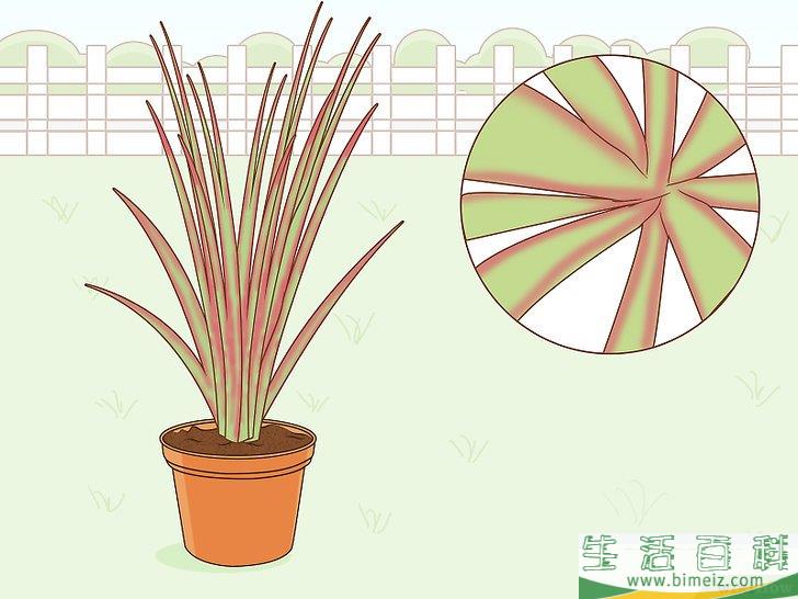 怎么养护马达加斯加龙血树